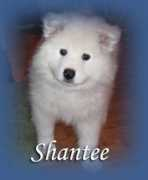 samoyede.ro Shantee