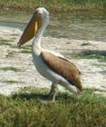 birdforum.net Shantilal