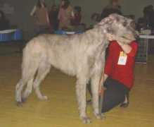 irishwolfhound.ru Shantir