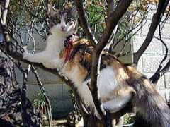 midnight-sun-cats.com Shantti
