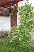 stugnet.se Shanwell