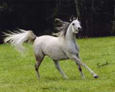 twosilos.com Sharaqa