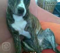 hafici.cz Shardon