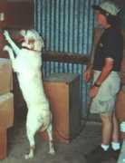 petsprogram.com Sharean