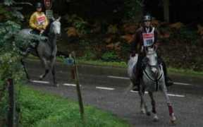 arabianhorses.ch Shariba