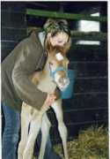 el-sadeek-arabians.de Sharice