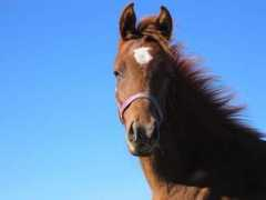 el-sadeek-arabians.de Sharice
