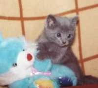 bluebellcats.org.ua Sharik