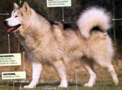 malamute-akbar.ru Shariz