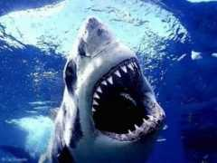thenewblackmagazine.com Shark