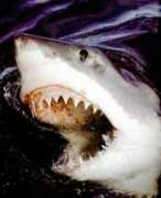 paleo.cc Shark