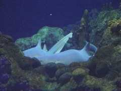 Sharkes
