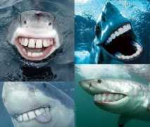 btvb.de Sharking
