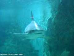 Sharko