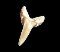Sharktooth