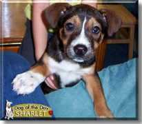 dogoftheday.com Sharlet