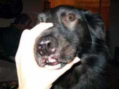 wildaboutpets.net Sharlett
