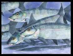 bonefishonthebrain.com Sharley
