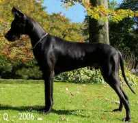 magicmanordanes.com Sharlit