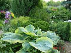 r-garden.narod.ru Sharmon