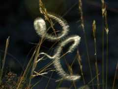 photography.nationalgeographic.com Sharnoff