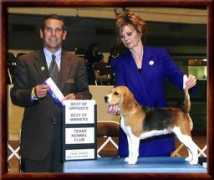 rockwoodbeagles.com Sharona