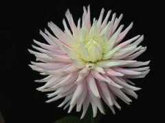dahlias.net Sharonann