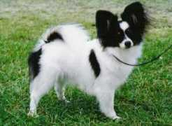 cornsilkpapillons.com Sharonna