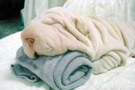 nantyglo.com Sharpei