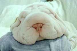 pets.onas.ru Sharpey