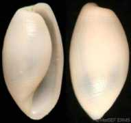 gastropods.com Sharpi