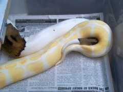 lairofdragons.com Sharring
