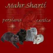 members.home.nl Sharti