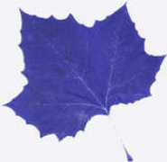 mama.indstate.edu Sharvil