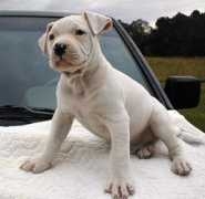 laurakennels.com Shaska
