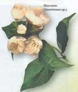 gimn6.ru Shasmin