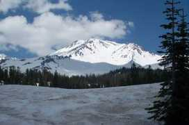 Shasta