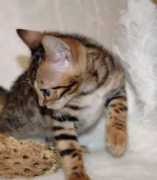 sierragoldbengals.com Shasti