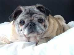 dogs.net.au Shavella