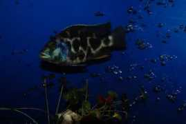 cichlids.com Shawndel
