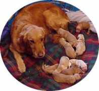 sandiegopet.com Shawns
