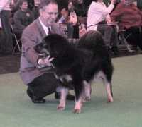 uktibetanmastiffs.co.uk Shaydo