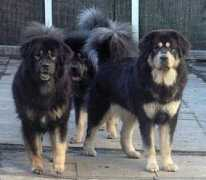 uktibetanmastiffs.co.uk Shaydo
