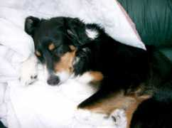 gotpetsonline.com Shaylan