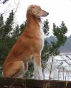 saluki.ru Shayni