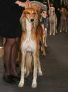 saluki.ru Shayni