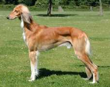 saluki.ru Shayni