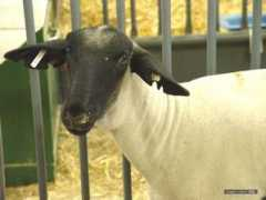 Sheared