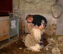 northumberlandfarmhouse.co.uk Shearing