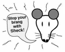 Sheck
